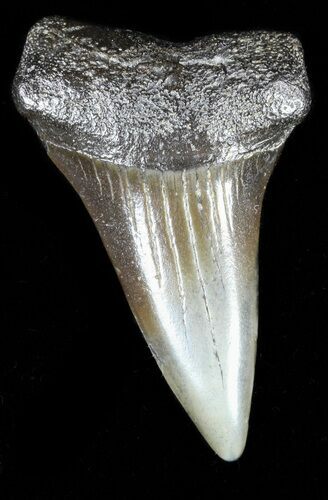 Fossil Mako Shark Tooth - South Carolina #54160